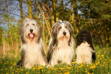 Üç köpeğin aile fotoğrafı. İki sakallı çoban köpeği ve küçük bir kaniş. Gün batımında oturuyorlar. Çok sevimli köpekler ve mankenler..