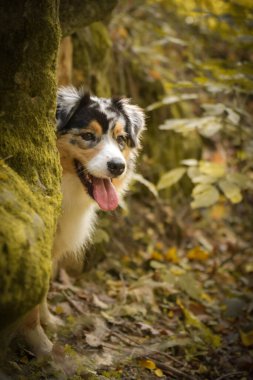 Harika bir geçmişi olan Avustralyalı çoban portresi. Prag 'da şaşırtıcı sonbahar atmosferi.