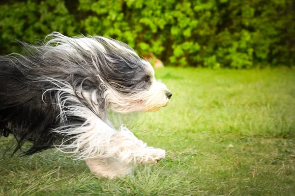 Loco Barbudo Collie Está Corriendo Naturaleza Tan Feliz Lleno Energía — Foto de Stock