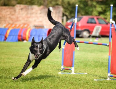 Black and White Border collie, Czech çeviklik yarışında yarışıyor. Köpek parkı Ratenice 'de çeviklik yarışması