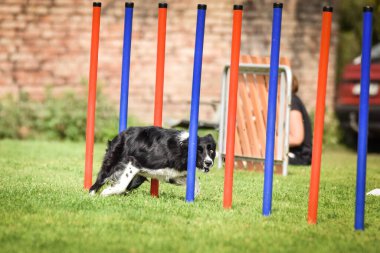 Ratenice yarışmasında siyahi ve beyaz ırk çobanı çeviklik slalom yapıyor. Czech çeviklik yarışmasında inanılmaz bir gündü Ratenice. Sadece büyük yarışmalar vardı..