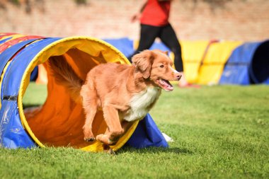 Köpek Nova Scottia ördek paralı av köpeği çeviklik yarışında. Czech çeviklik yarışmasında harika bir gün..