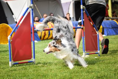Bluemerle border collie engelleri aşıyor. Czech çeviklik özel eğitiminde harika bir gün.