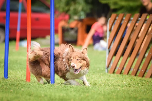 Redmerleボーダーコリーは チェコの敏捷性競争スラロームで実行されています 犬公園でのプラハ敏捷性競争 ペソパーク — ストック写真