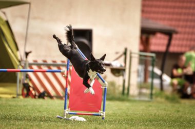 Çeviklik yarışında Siyah ve Beyaz Sınır Çoban Köpeği Çekiç çeviklik yarışında inanılmaz bir gün. Ortanca uzmanlar. Anlamı A2..