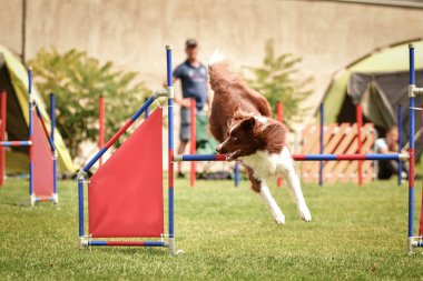 Redmerle border collie engelleri aşıyor. Czech çeviklik yarışmasında harika bir gün..