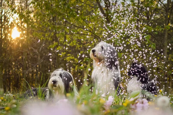 Porträt Von Bärtigen Collies Und Pudelwelpen Rosa Blütenblättern Geduldige Vorbilder — Stockfoto