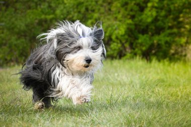 Çılgın sakallı çoban köpeği doğada koşuyor. Çok mutlu ve enerji dolu..