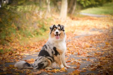 Avustralyalı çoban doğada yolda oturuyor. Koştuğu için çok mutlu.