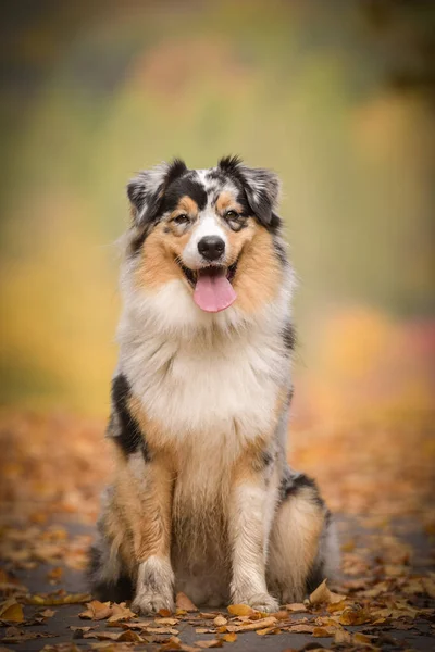 Porträt Eines Australischen Schäferhundes Mit Erstaunlichem Hintergrund Erstaunliche Herbststimmung Prag — Stockfoto