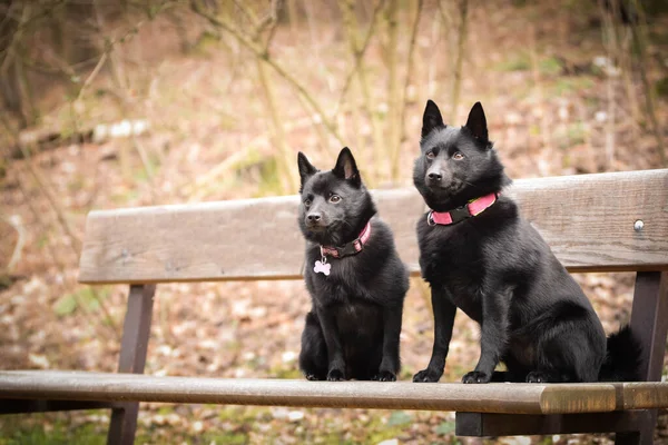 Młode Samice Schipperke Siedzą Okopie Takie Cierpliwe Modele — Zdjęcie stockowe