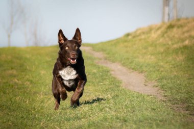 Border collie çimlerde koşuyor. O çılgın bir dişi köpek..