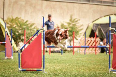 Sınır çobanı engelleri aşıyor. Czech çeviklik özel eğitiminde harika bir gün.