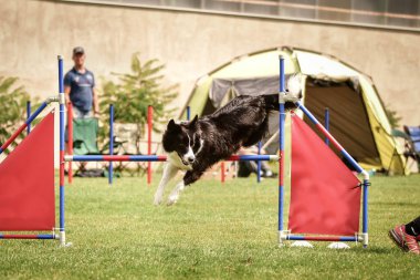 Köpek çoban köpeği engelleri aşıyor. Czech çeviklik yarışmasında harika bir gün..