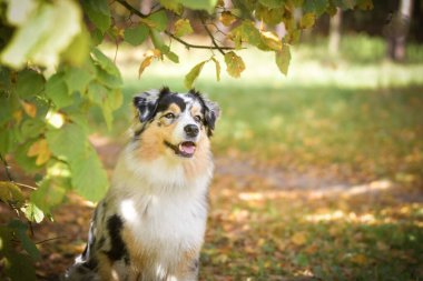 Avustralyalı çoban yolda oturuyor. Sonbaharda dışarıda çok mutlu..