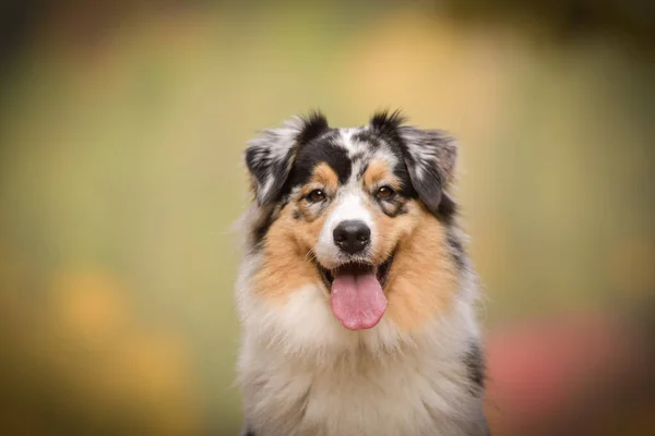 Portret Van Australische Herder Met Een Verbazingwekkende Achtergrond Geweldige Herfst — Stockfoto