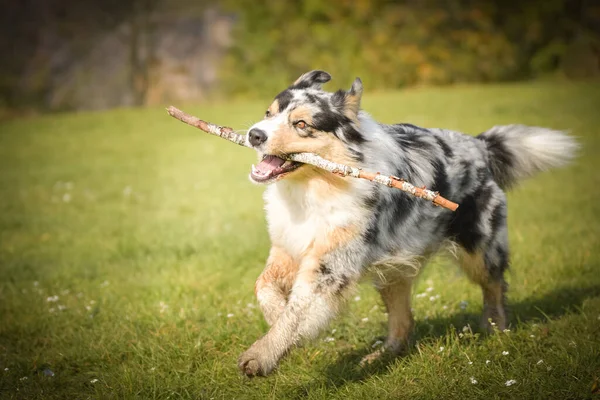 Australian Shepherd Running Field Nature Prague Czech Republic She Very — Stock Photo, Image