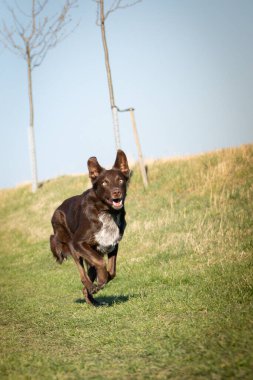 Border collie çimlerde koşuyor. O çılgın bir dişi köpek..