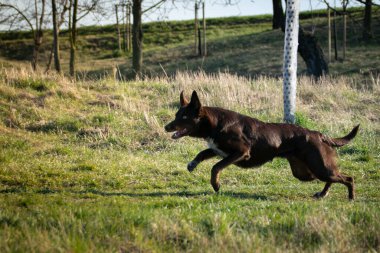 Border collie çimlerde koşuyor. O çılgın bir dişi köpek..