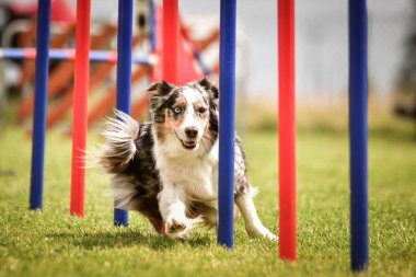Czech çeviklik yarışmasında slalom koşan sevimli üç renkli Border collie. Köpekler bayılır.!