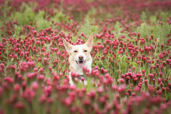 Jung Cão Branco Está Sentado Alto Trevo Ela Tem Uma — Fotografia de Stock