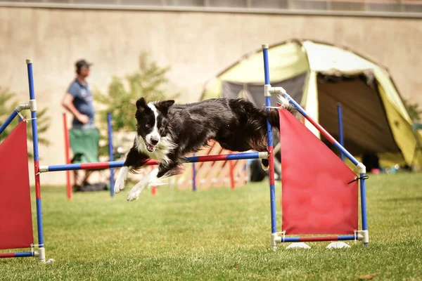 Dog Border Collie Springt Über Die Hürden Toller Tag Beim — Stockfoto