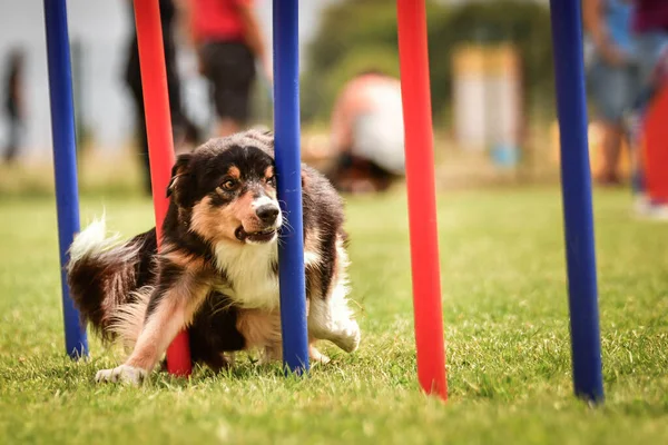 素敵な三色ボーダーコリーは チェコの敏捷性競争スラロームでスラロームを実行しています 犬は愛してる — ストック写真