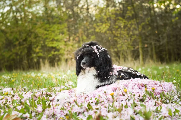 Portrait Black Poodle Pink Leaves Flowers Loves Doing Model Photographers — Stock Photo, Image