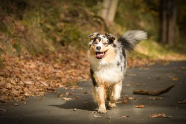 Harika bir geçmişi olan, parkta koşan bir Avustralya çobanı portresi. Prag 'da şaşırtıcı sonbahar atmosferi.
