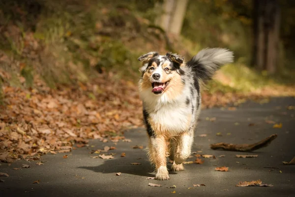 Harika bir geçmişi olan, parkta koşan bir Avustralya çobanı portresi. Prag 'da şaşırtıcı sonbahar atmosferi.