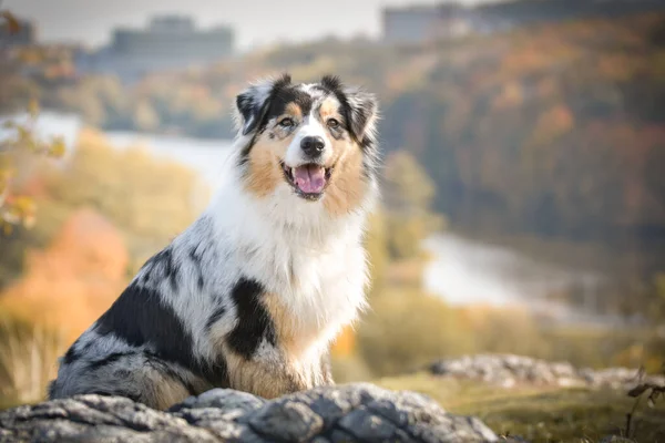 Avustralya Çoban Köpeğinin Portresi Kayaların Altında Duran Göl Prag Inanılmaz — Stok fotoğraf