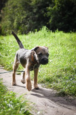Jung yavrusu çimenlerde koşuyor. Çağırmayı öğretiyor..