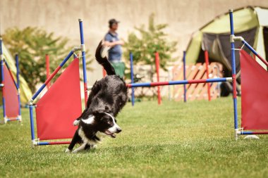 Sınırdaki üç renkli çoban köpeği engellerin üzerinden atlıyor. Czech çeviklik özel eğitiminde harika bir gün.