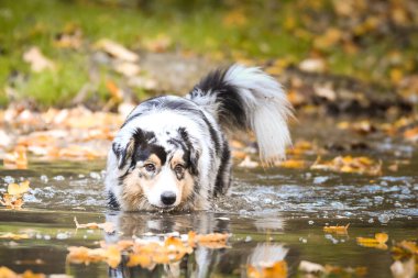 Sudaki Avustralya çobanı. Sonbahar havası var ve o suyu seviyor..