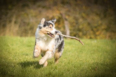 Harika bir geçmişi olan, parkta koşan bir Avustralya çobanı portresi. Prag 'da şaşırtıcı sonbahar atmosferi.
