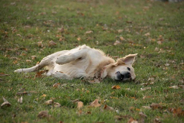 Golden Retriever Est Rouleau Dans Herbe Est Heureux Libérer Chien — Photo