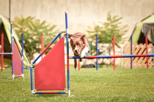 border collie is jumping over the hurdles. Amazing day on czech agility privat training