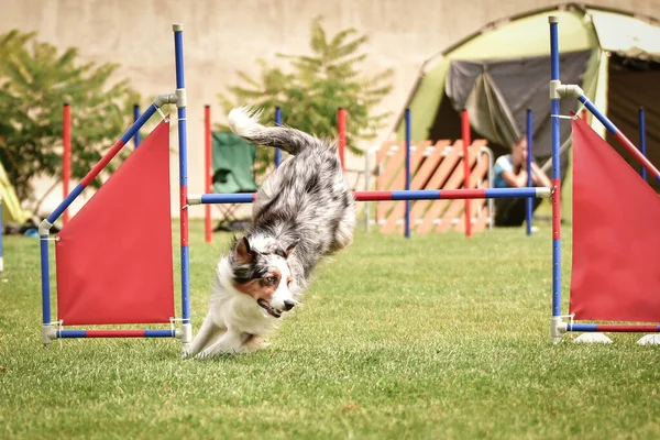 Preto Branco Fronteira Collie Está Correndo Corrida Competição Agilidade Checa — Fotografia de Stock