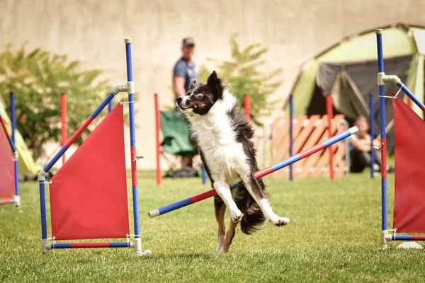 A dog border collie is jumping over the hurdles. Amazing day on Czech agility competition.