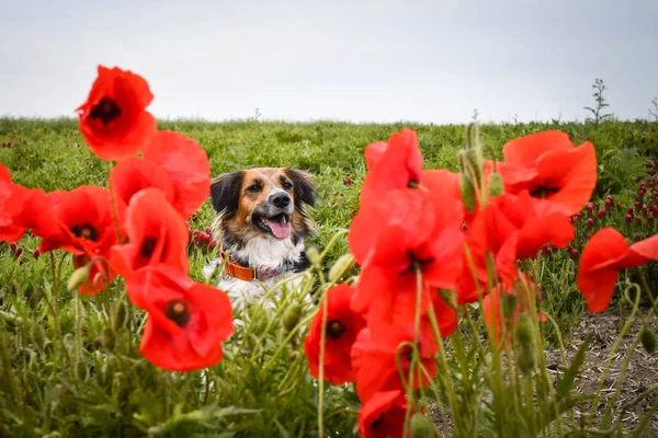 ケシの種子に隠れている黒と白のボヘミアン斑点犬の肖像画 彼はとてもかわいい — ストック写真