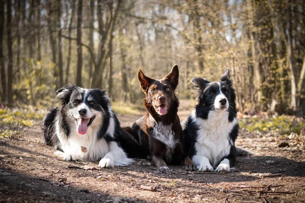Üç tane sınır köpeği yolda ormanda yatıyor. Çok sabırlılar..