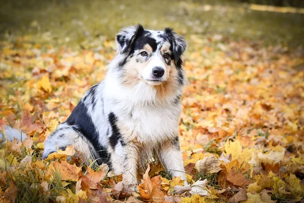 Australische Herder Zit Natuur Rond Zijn Bladeren Lucht Leuke Hond — Stockfoto