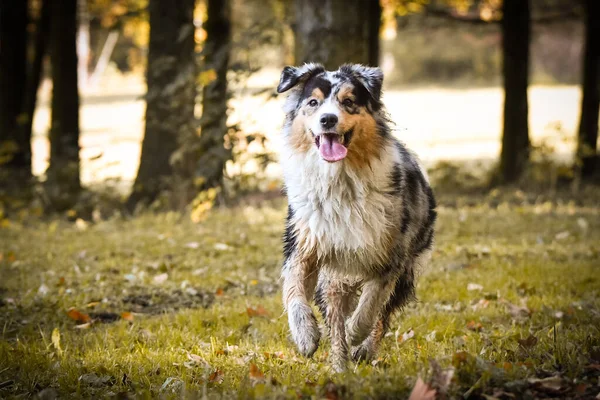 Portrait Australian Shepherd Who Running Park Amazing Background Amazing Autumn — Stock Photo, Image