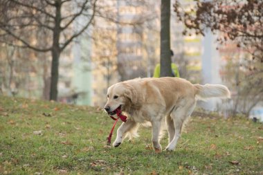 Ağzında tasmayla bir golden retriever koşuyor..