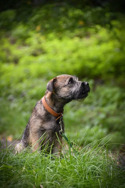 stock image Jung puppy is sitting in grass. He is so clever puppy.