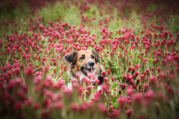 Schwarz Weißer Bohemian Spotted Dog Sitzt Einem Hohen Shamrock Sie — Stockfoto