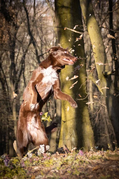 Crazy Brown Border Collie Catching Leaves Air She Crazy Dog — Stock Photo, Image