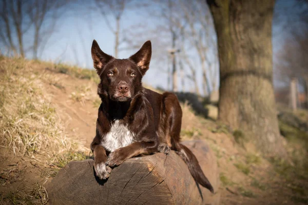 Border Collie Padon Fekszik Őszi Atmoszféra Olyan Bolyhos — Stock Fotó