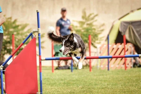 Trojbarevná Hraniční Kolie Agility Závodě Ratenické Soutěži Úžasný Den České — Stock fotografie