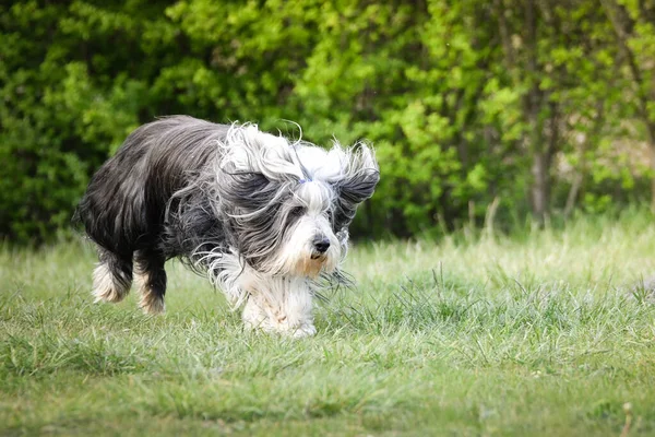 Szakállas Collie Pitypangokban Rohangál Olyan Türelmes Kutya — Stock Fotó